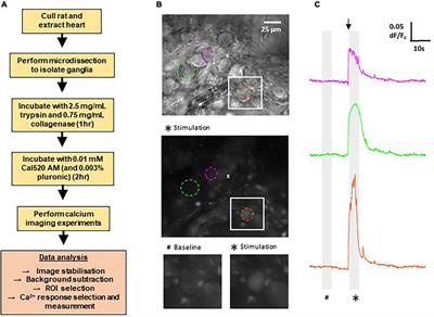 Recording plasticity in neuronal activity in the rodent intrinsic cardiac nervous system using calcium imaging techniques